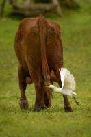 Volavka rusohlava - Bubulcus ibis - Cattle Egret 5121
